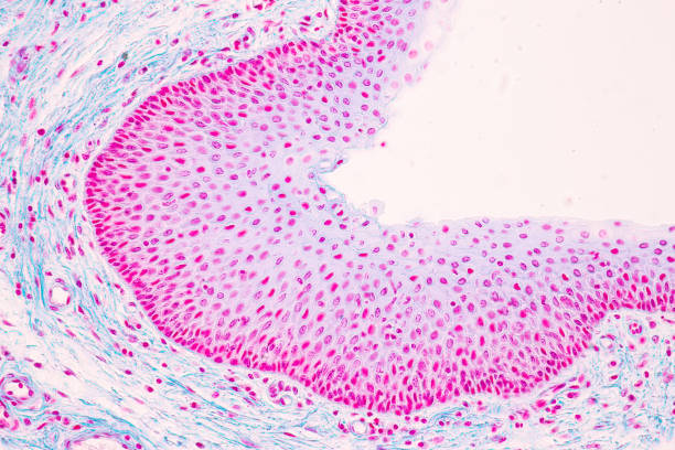 istock Characteristics Tissue of Vagina Human under the microscope. 1453890930
