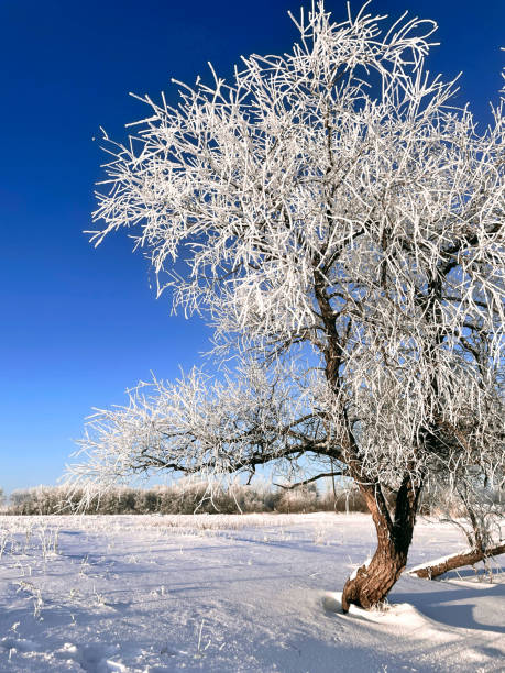 マニトバプレーリーウィンター - prairie farm winter snow ストックフォトと画像