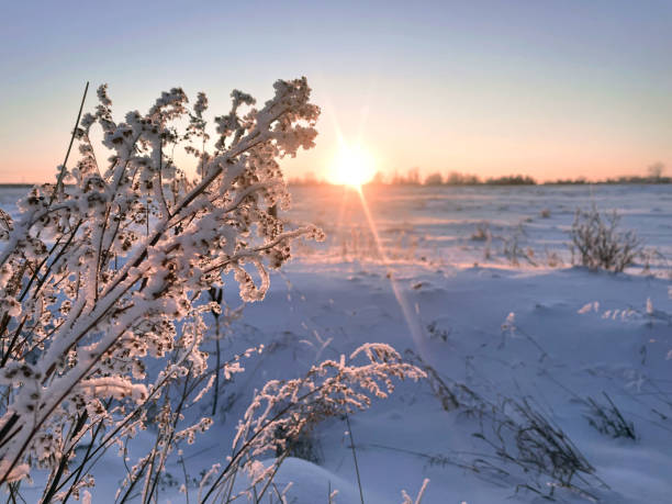 マニトバプレーリーウィンター - prairie farm winter snow ストックフォトと画像