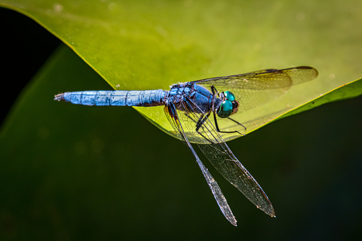 A dragonfly with large eyes close-up sitting on a green leaf and looking into the cameraThe dragonfly with large eyes close-up sitting on a green leaf and looking into the camera. Beauty in the wild