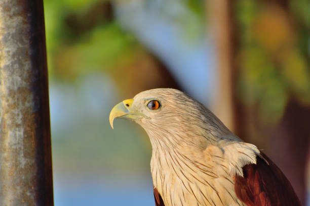 Close up of a Brahminy kite, formerly known as the red-backed sea-eagle in Australia.