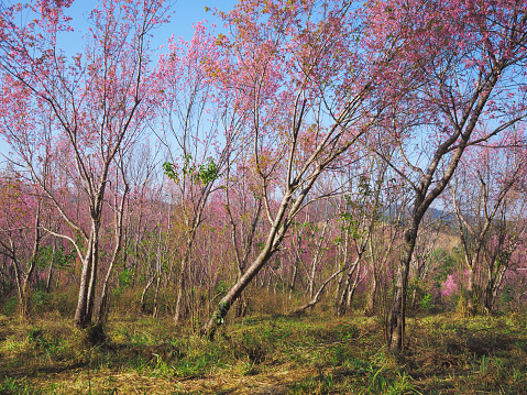 Pink cherry blossom flowers in full bloom at Phu Lom Lo, Loei, Thailand.