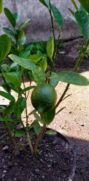One Green lemon growing on lemon-tree in black plastic flowerpot. lemon trees in the pot with sunlight on the background.