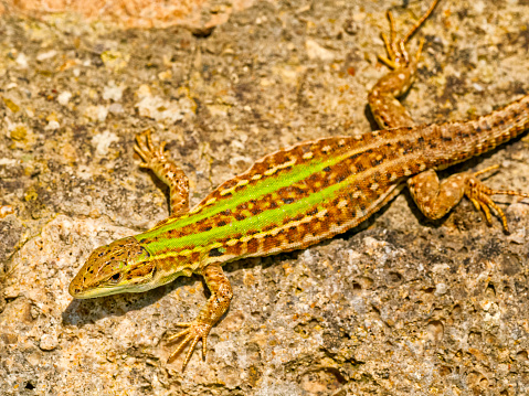 Funny portrait of a new Caledonian crested gecko (Rhacodactylus ciliatus) on dark background