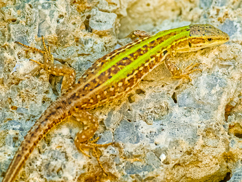 Lizard found amongst a garden in Tuscany Italy