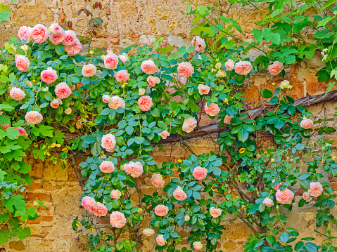Flower garden features found in the town of Pienza in Tuscany Italy