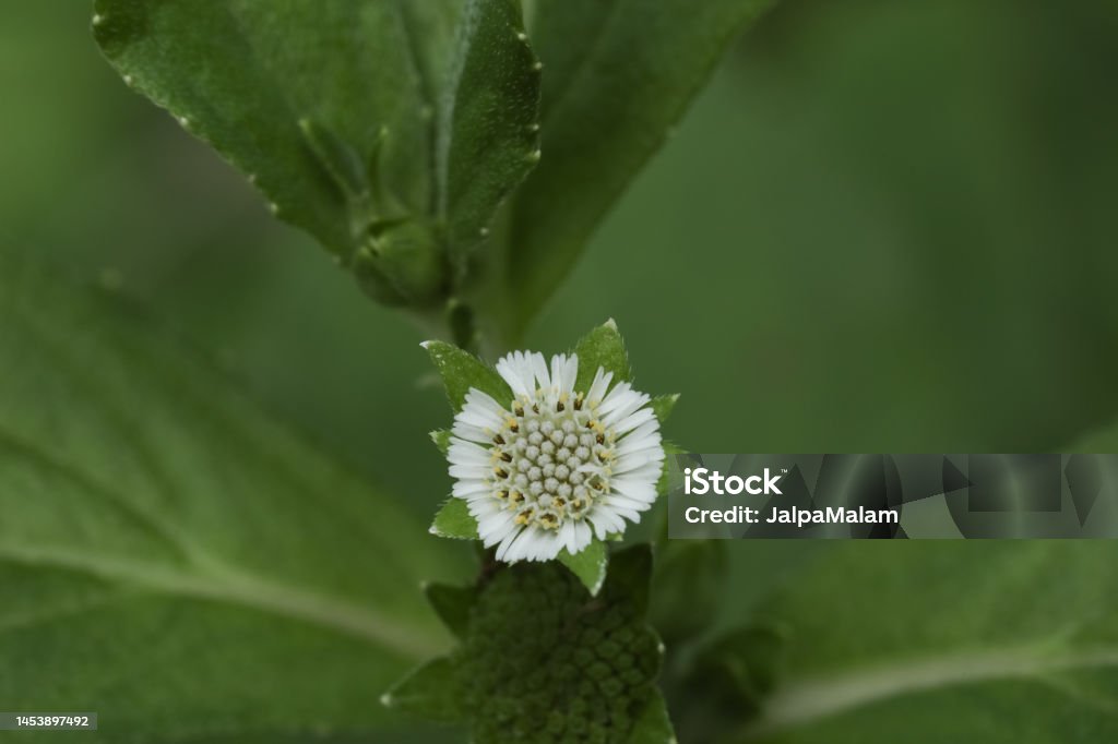 Edipta Eclipta False Daisy Eclipta Prostrata Bhringraj Yerba De Tago ...