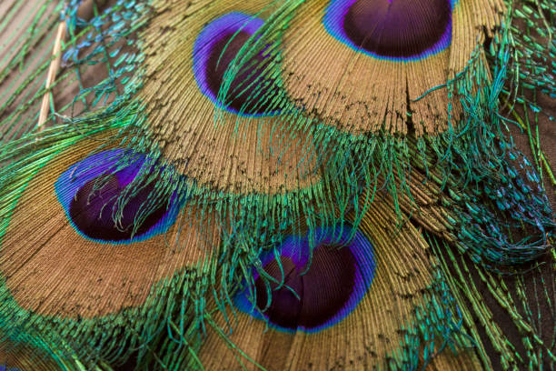istock Peacock feathers. Feathers background texture. Colorful feathers. 1453897495