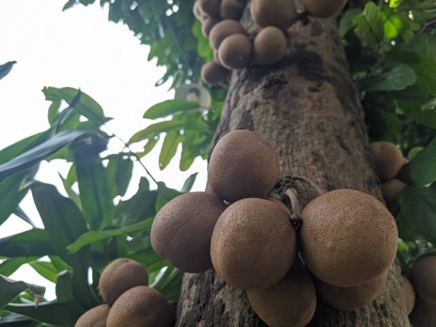 istock Stelechocarpus burahol or The kepel 1453899395
