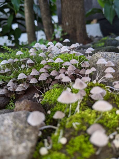 fairy inkcap jeden z rodzajów rodziny grzybów, rosną w gronach jak gęste wioski - orange mushroom asia brown zdjęcia i obrazy z banku zdjęć