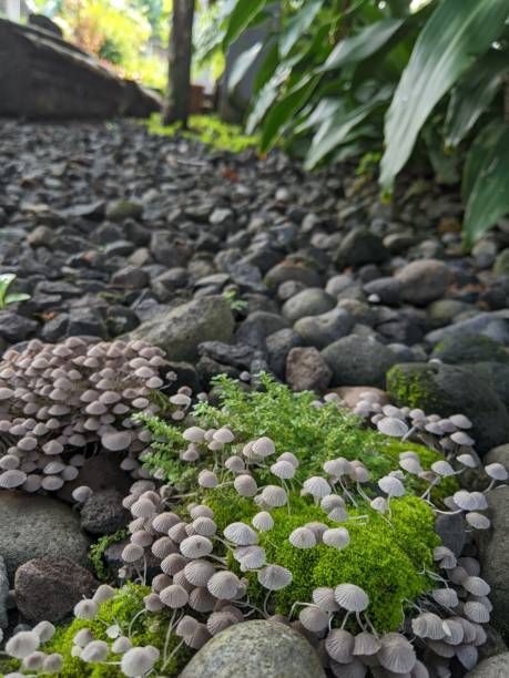 fairy inkcap jeden z rodzajów rodziny grzybów, rosną w gronach jak gęste wioski - orange mushroom asia brown zdjęcia i obrazy z banku zdjęć