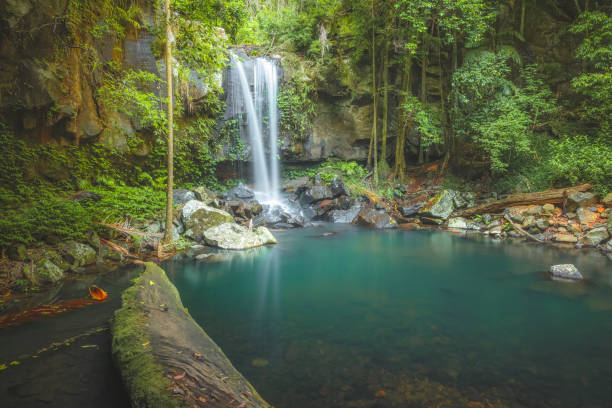 водопад кертис. квинсленд, австралия - tropical rainforest waterfall rainforest australia стоковые фото и изображения