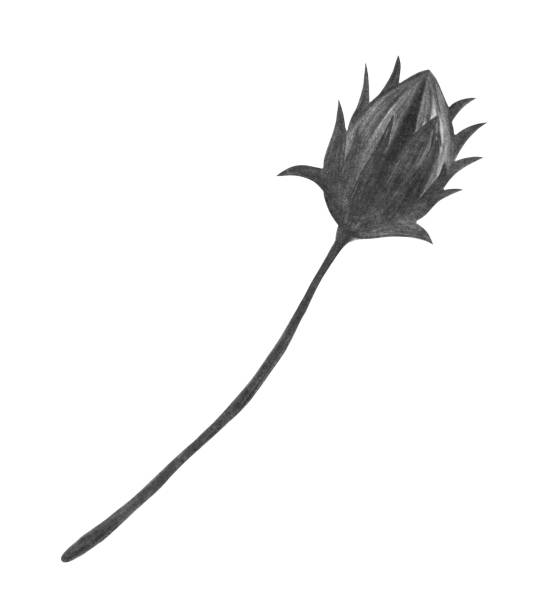 istock Hand Drawn Black and White Topinambur Flower Bud Isolated on White Background. 1453900447
