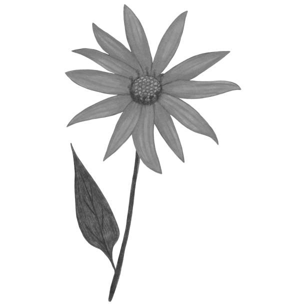 istock Hand Drawn Black and White Topinambur with Leaves Isolated on White Background. 1453900451