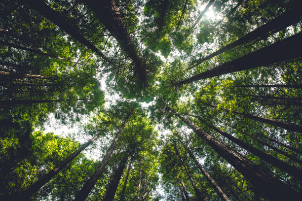 istock Green tops of foliage trees from bottom view. 1453902143