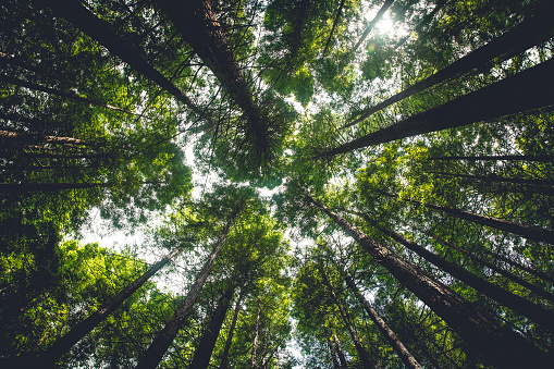 Background of dark green tops of giant foliage trees from bottom view in a forest.