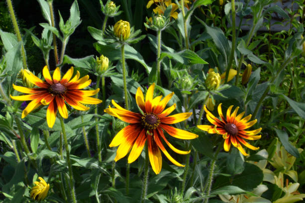 istock yellow rudbeckia in the garden 1453902205