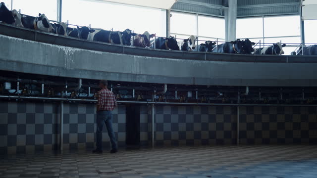Farmer examining work milking system watching carousel in technological cowshed.
