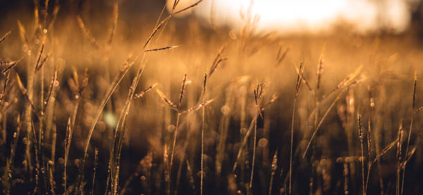 istock Morning mist on meadow and forest 1453903181