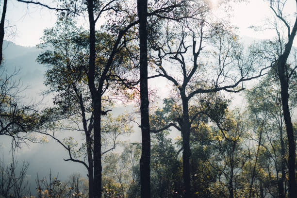 istock Morning mist on meadow and forest 1453903220