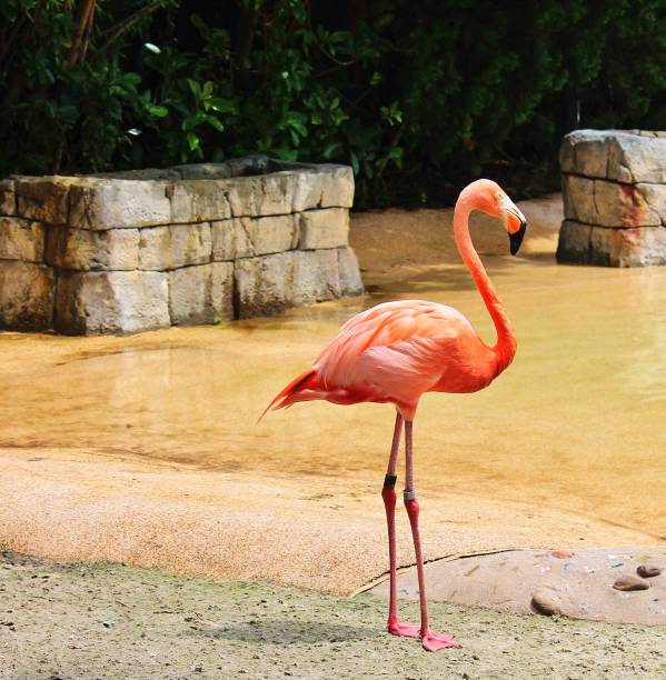 Beautiful close-up portrait of Greater Flamingo - Phoenicopteriformes with nice background and bokeh.