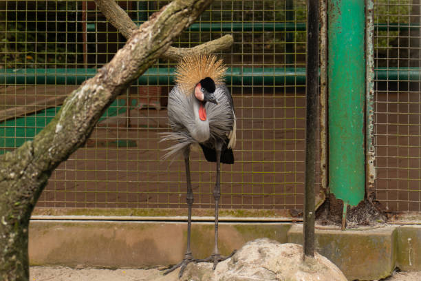 istock gray crowned crane, african exotic bird in zoo 1453903902