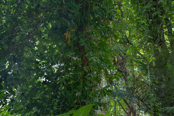 istock green jungle background and vines 1453904544