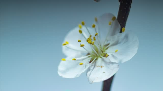 Time lapse with spring footage with blooming white almond flower on a light background. Holiday theme