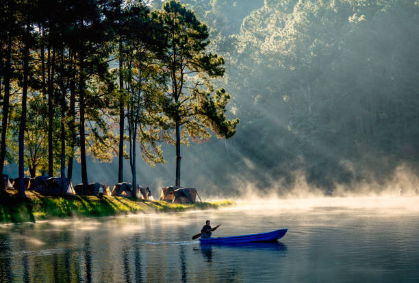湖の小さな青いボートを帆走する男は、早朝に国立公園の森の木々の間を照らすビームライトを通過し、霧が水を覆い、旅行やリラックスに美しく見えます。 - swan bird water fog ストックフォトと画像