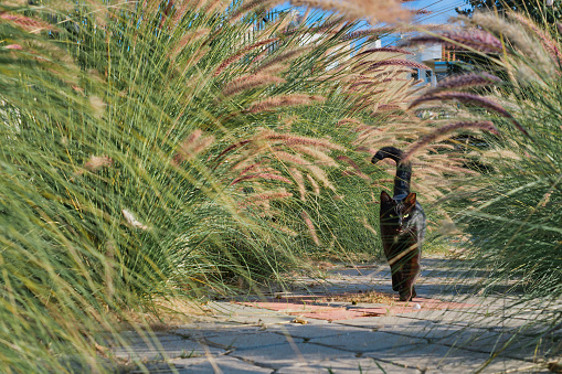 Black street cat with a white collar walks down the street in a green yard of high grass, selective focus on the cat, ecology and animals of cities