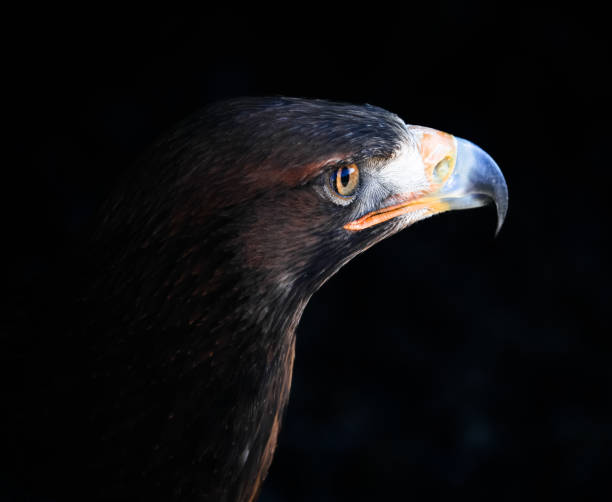 istock Portrait of a golden eagle in bright sunlight with blurred black background 1453905844