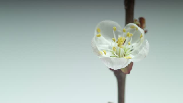 Spring footage with blooming white almond flower on a light background. Holiday theme. Timelapse