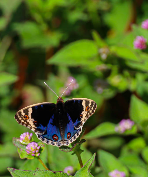 istock A bluish butterfly with brownish wing edge 1453907163