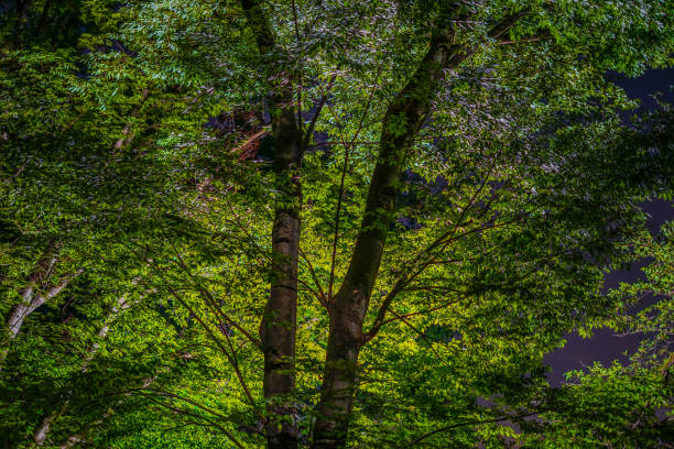istock Night of the inokashira Park 1453908031