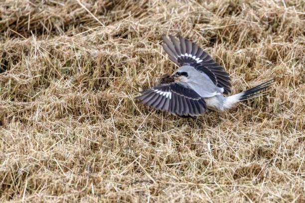 istock Northern Shrike catching mouse, Delta, BC, Canada 1453908851