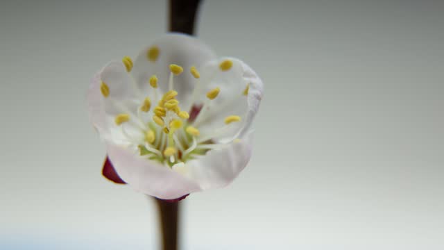 Spring footage with a blooming white almond flower on a branch. Background for a greeting card. Timelapse