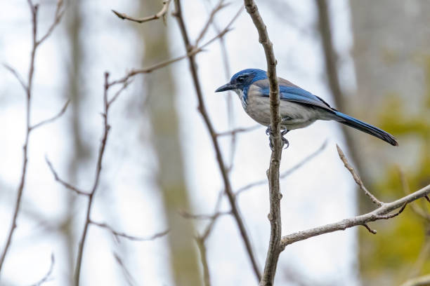 istock California Scrub-Jays perched on a tree branch, Delta, BC, Canada 1453908907
