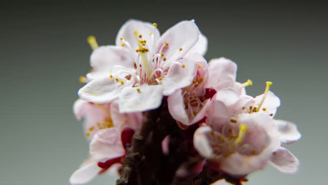 Spring footage with blooming white almond flowers on a branch. Background for a greeting card. Timelapse