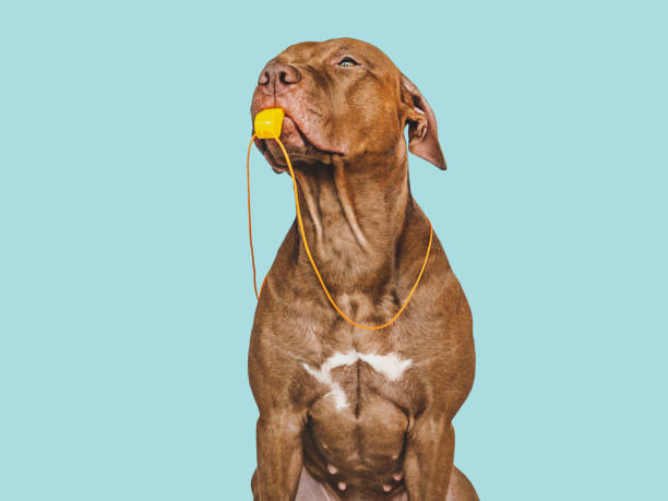 istock Charming puppy and soccer ball. Studio photo 1453910019