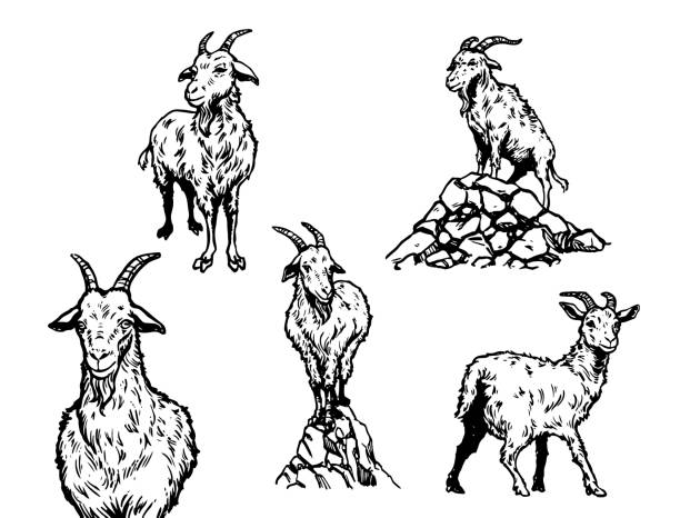 염소 일러스트 - wild goat stock illustrations
