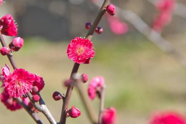 istock Plum Flower Bloom in January 1453910761