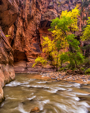 Trees with yellow and green leaves cross by the Virgin River below the red rock vertical cliffs of the Virgin Narrows in Zion National Park, Utah.
