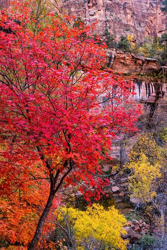 Peak Autumn color in the Gambel oak trees along the Emerald Pools trail in Zion National Park, Utah.