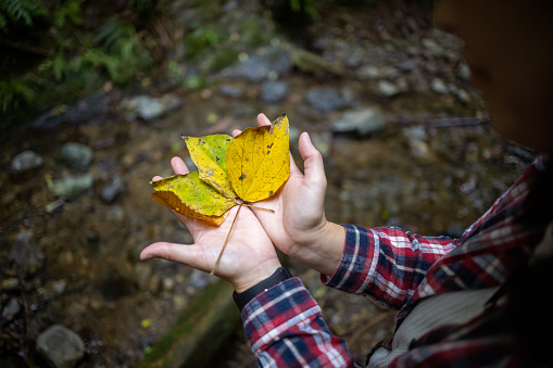 Close-up of female hands with fallen yellow leaves at river side of the mountain