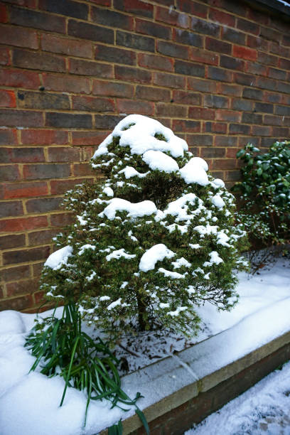istock Close up Snow covered on green pine tree 1453916221
