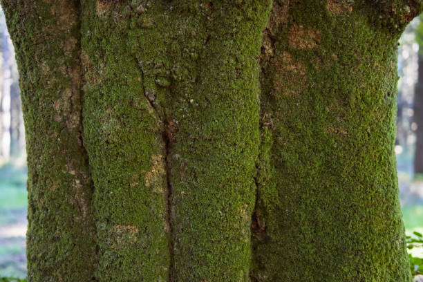 istock close-up tree pillar in green moss big tree close-up spring landscape there is a place for an inscription 1453916242