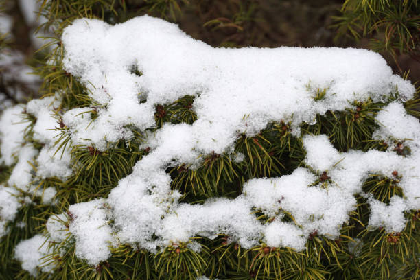 Free Stock Photo of Close Up of Snowy Tree Branch | Download Free ...