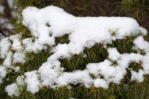 Snow covered pine tree needles and branch in Colorado, in western USA of North America