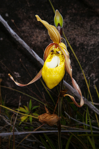 Phragmipedium klotzschianum is one of the most distinctive orchid flowers in the Gran Sabana.