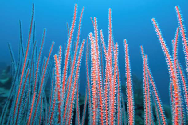Ishigaki Island Diving - Submarine cable